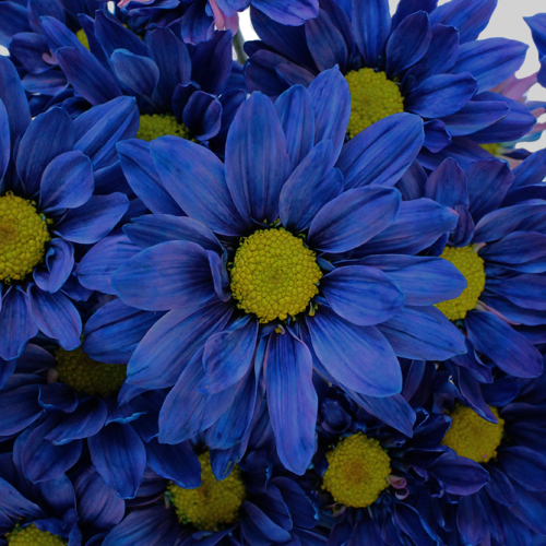 Beautiful Blue Flowers in the world